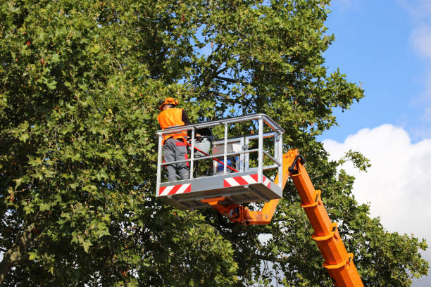 Best Tree Care Services  in Robinson, TX